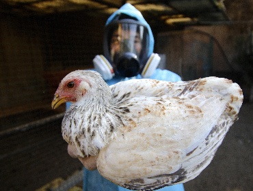 Chile reabre en tiempo récord exportaciones avícolas tras brote de influenza aviar