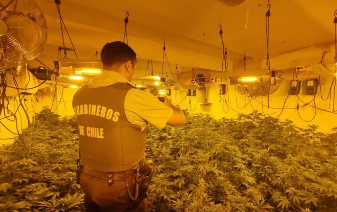 Detectan sistema de cultivo indoor con aproximadamente 500 plantas de marihuana en Pudahuel