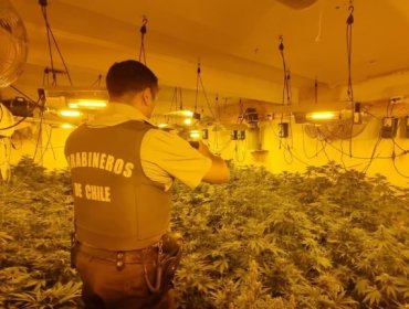 Detectan sistema de cultivo indoor con aproximadamente 500 plantas de marihuana en Pudahuel