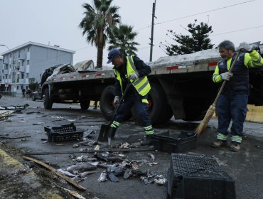 Grave accidente en Valparaíso: camión cargado con pescados volcó en el ingreso a Av. Argentina y provocó un verdadero caos vial
