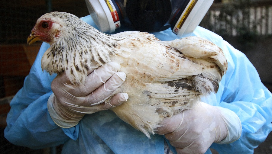 Detectan primer foco de gripe aviar en Ñuble y reportan nuevo caso en el Maule