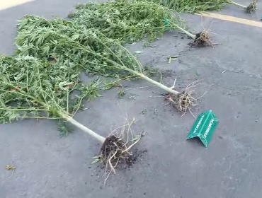 Quinta Normal: Carabineros detuvo a cuatro personas por cultivo ilegal de marihuana