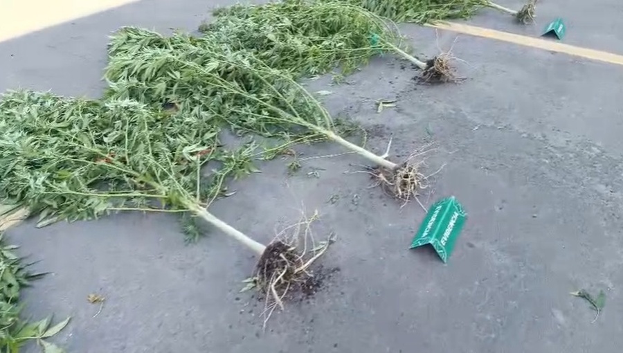 Quinta Normal: Carabineros detuvo a cuatro personas por cultivo ilegal de marihuana