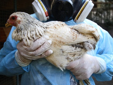 Detectan primer foco de gripe aviar en Ñuble y reportan nuevo caso en el Maule