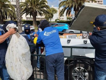 Fiscalizaciones durante el fin de semana largo dejaron 37 detenidos en Viña del Mar