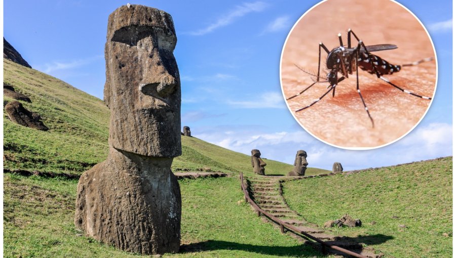 Senapred mantiene Alerta Amarilla por brote de dengue en Rapa Nui: 18 casos confirmados