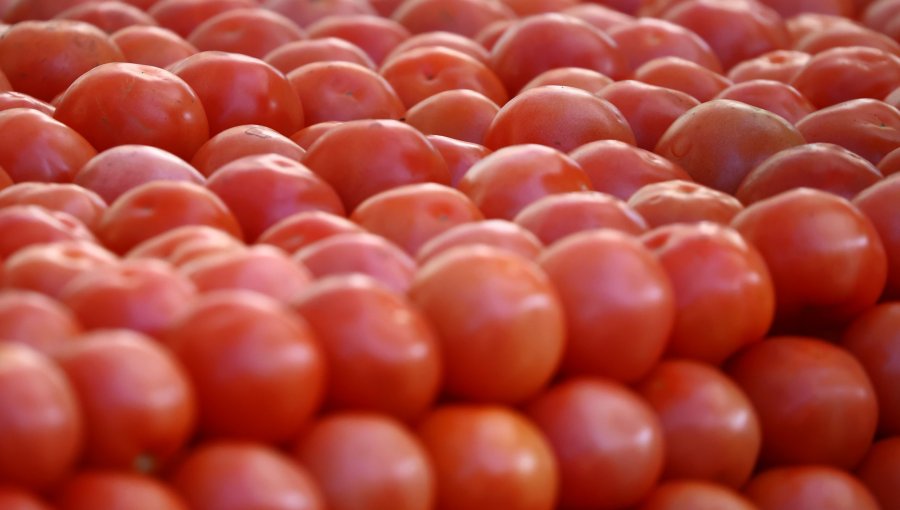 Alza de combustibles comienza a impactar precios de frutas y verduras en feria de Viña: advierten fuerte incremento en los tomates