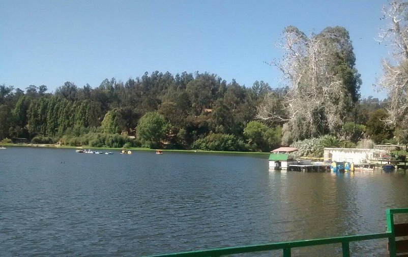 Refuerzan vigilancia tras confirmar diagnóstico de influenza aviar en ganso asilvestrado en laguna del Jardín Botánico de Viña del Mar