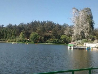 Refuerzan vigilancia tras confirmar diagnóstico de influenza aviar en ganso asilvestrado en laguna del Jardín Botánico de Viña del Mar