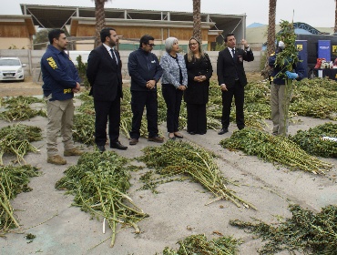 Incautan millonario cultivo de marihuana en Punitaqui avaluado en más de $3.000 millones