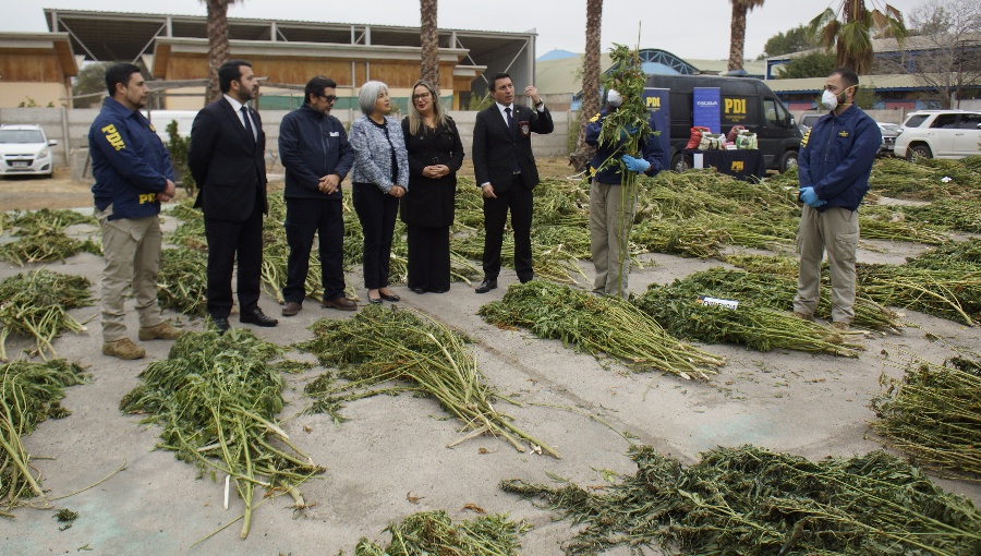 Incautan millonario cultivo de marihuana en Punitaqui avaluado en más de $3.000 millones
