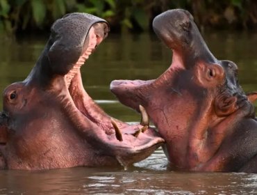 Por qué el gobierno de Colombia sacrificará a 80 de los hipopótamos de Pablo Escobar