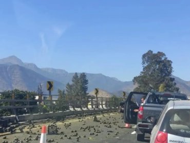 Camión que transportaba paltas volcó en la autopista Los Andes en La Calera: carga quedó esparcida en la ruta