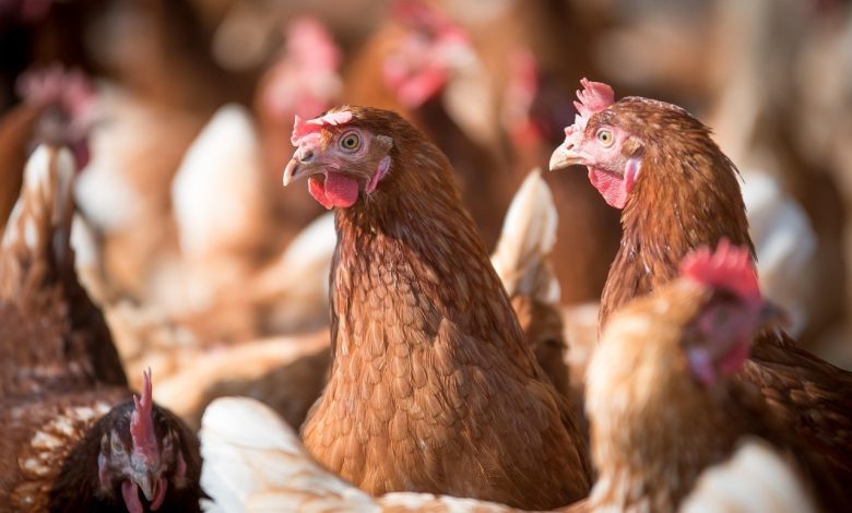 Confirman primer caso de influenza aviar H5N1 en plantel comercial de La Araucanía