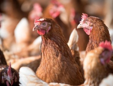 Confirman primer caso de influenza aviar H5N1 en plantel comercial de La Araucanía