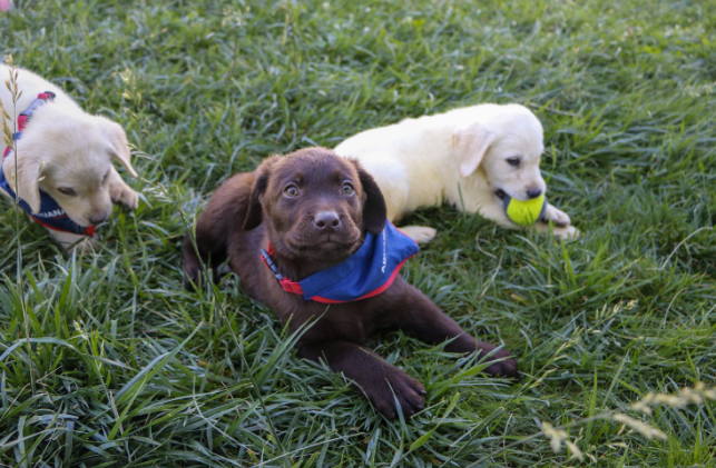 Nuevos “guardianes de cuatro patas”: Aduanas fortalece su equipo canino