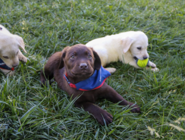 Nuevos “guardianes de cuatro patas”: Aduanas fortalece su equipo canino
