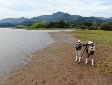Alerta sanitaria en Aysén: confirman primer caso de influenza aviar en un caiquén de Chile Chico