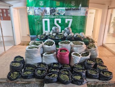 Incautan cerca de 171 kilos de marihuana en campamento clandestino en Cabildo