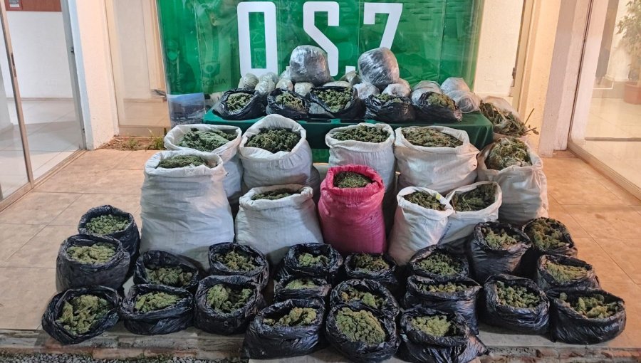 Incautan cerca de 171 kilos de marihuana en campamento clandestino en Cabildo