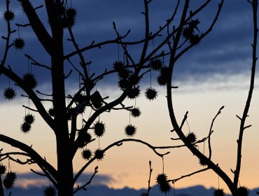 Anuncian heladas entre Valparaíso y Biobío con mínimas bajo cero