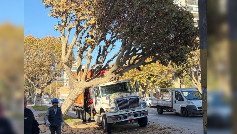Caída de árbol sobre camión obliga a suspender pista en 5 Oriente de Viña del Mar