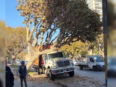 Caída de árbol sobre camión obliga a suspender pista en 5 Oriente de Viña del Mar