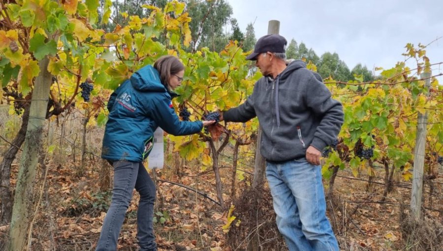 Hito para el agro: Unión Europea ratifica vigencia indefinida de acuerdo para productos orgánicos chilenos