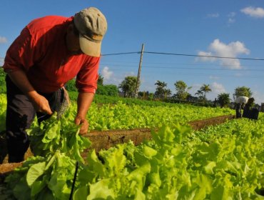 Indap entrega $13.000 millones a 66.200 agricultores tras alza de insumos