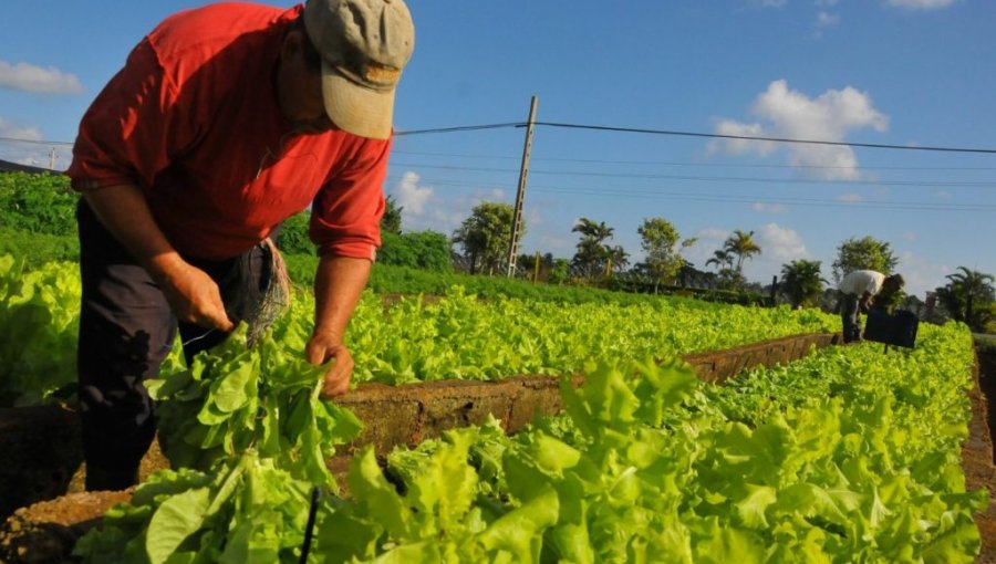 Indap entrega $13.000 millones a 66.200 agricultores tras alza de insumos
