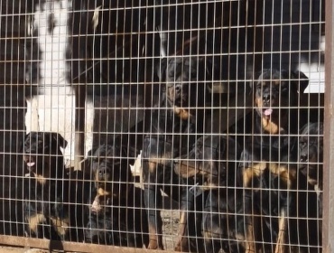 Brutal ataque de perros a adulto mayor en Laguna Verde: Jauría era de diez rottweiler