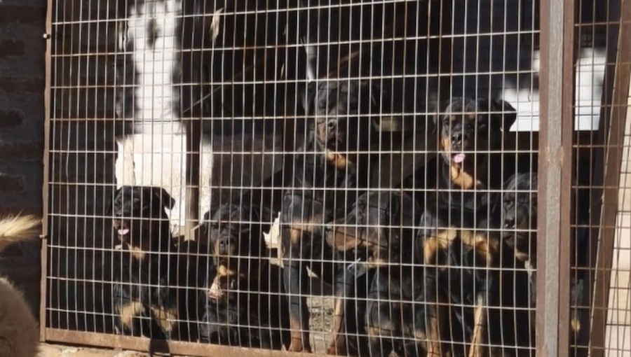 Brutal ataque de perros a adulto mayor en Laguna Verde: Jauría era de diez rottweiler