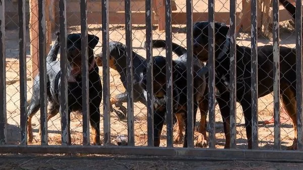 Vecinos de Laguna Verde denuncian abandono tras brutal ataque de rottweilers a adulto mayor y Municipio evalúa acciones legales
