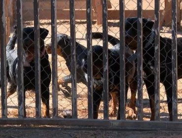 Vecinos de Laguna Verde denuncian abandono tras brutal ataque de rottweilers a adulto mayor y Municipio evalúa acciones legales