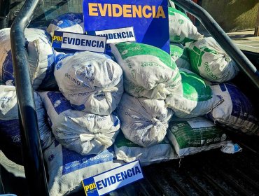 Desarticulan banda que extraía ilegalmente machas en Caldera: Decomisan más de una tonelada de la especie