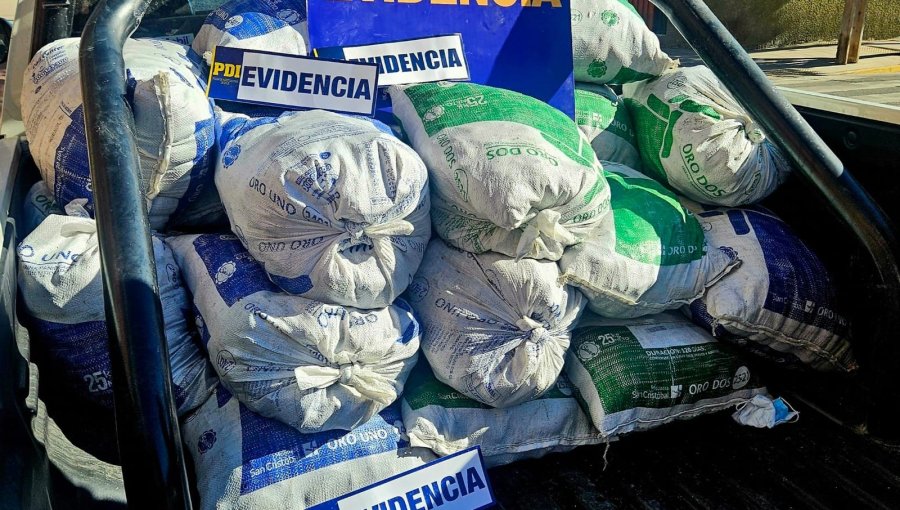 Desarticulan banda que extraía ilegalmente machas en Caldera: Decomisan más de una tonelada de la especie