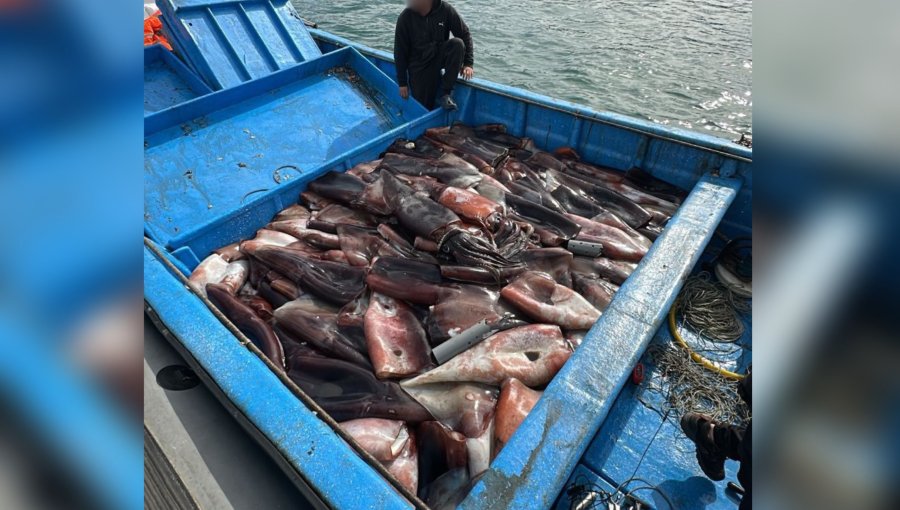 Sernapesca y Armada incautan más de 6 toneladas de jibia en San Antonio: recurso fue extraído por pescadores sin autorización