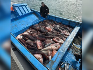 Sernapesca y Armada incautan más de 6 toneladas de jibia en San Antonio: recurso fue extraído por pescadores sin autorización