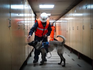 Armada gradúa a su primera guía canina en curso conjunto con Aduanas en Valparaíso