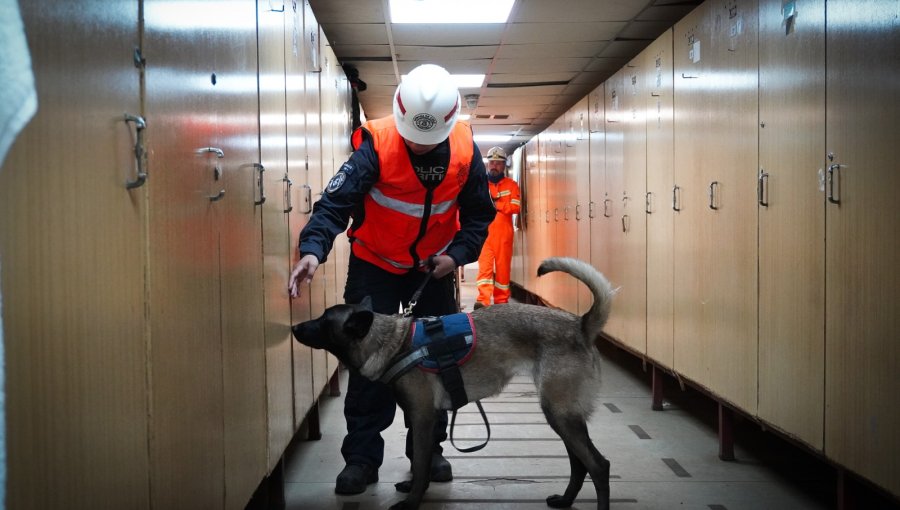 Armada gradúa a su primera guía canina en curso conjunto con Aduanas en Valparaíso