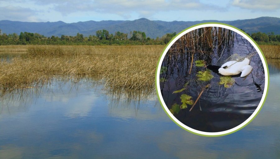 Gripe aviar no afloja: 22 focos y 739 ejemplares de ocho especies afectadas