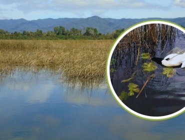 Gripe aviar no afloja: 22 focos y 739 ejemplares de ocho especies afectadas
