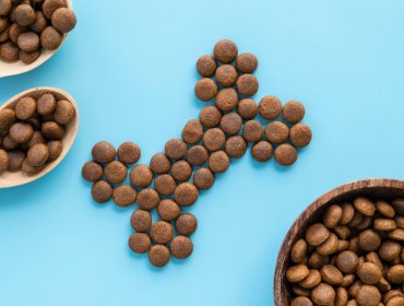 Tendencias de consumo en el segmento de mascotas adultas en Chile