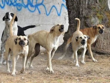Alarma en Laguna Verde por tercer ataque de jauría en sólo ocho días: hombre fue atacado por cinco perros tras bajar de la micro