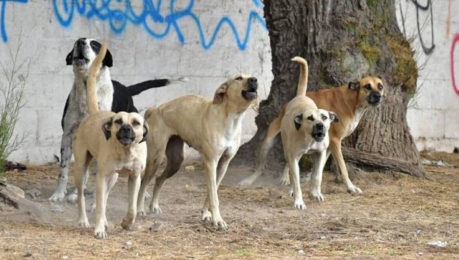 Alarma en Laguna Verde por tercer ataque de jauría en sólo ocho días: hombre fue atacado por cinco perros tras bajar de la micro