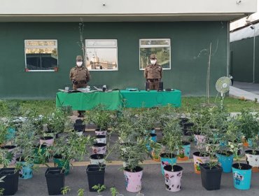 Incautan más de 100 plantas de marihuana y armamento en vivienda de Quinta Normal