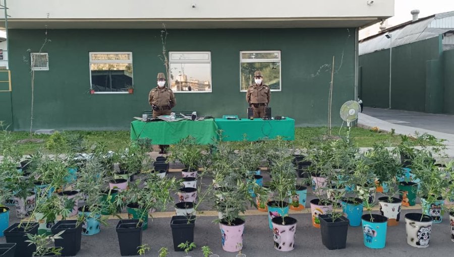 Incautan más de 100 plantas de marihuana y armamento en vivienda de Quinta Normal