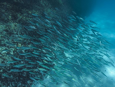 Sospechan de "El Niño": Persiste escasa presencia del jurel en aguas del Biobío