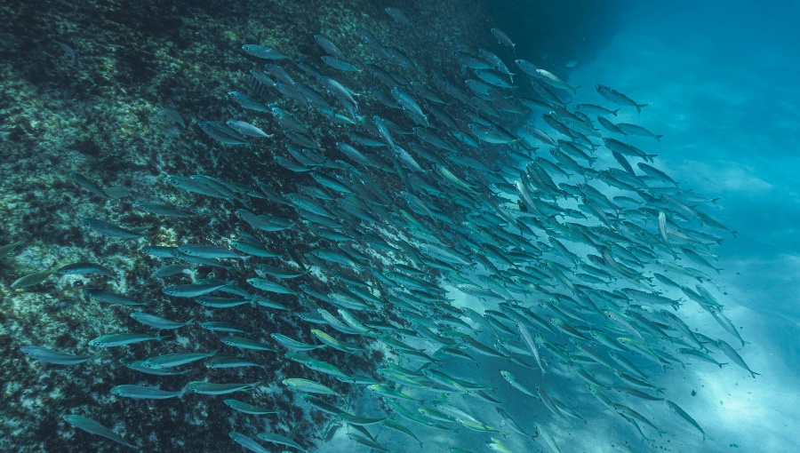 Sospechan de "El Niño": Persiste escasa presencia del jurel en aguas del Biobío