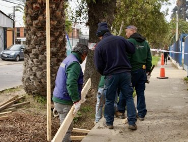 Municipio de Limache inicia reparación de veredas para mejorar seguridad peatonal